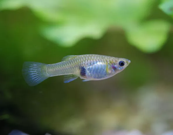 07_poecilia_reticulata.jpg