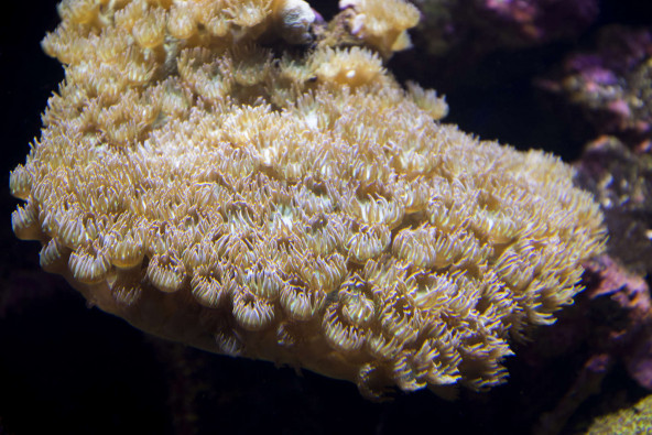 07_turbinaria_peltata.jpg