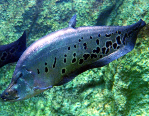 Poisson-couteau ocellé