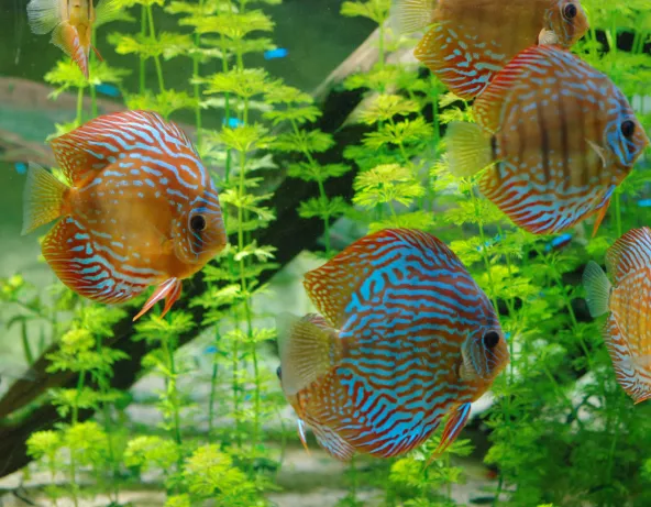Discus