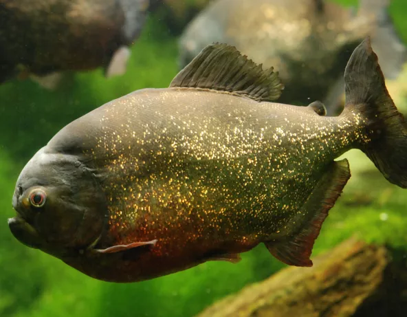 Piranha rouge