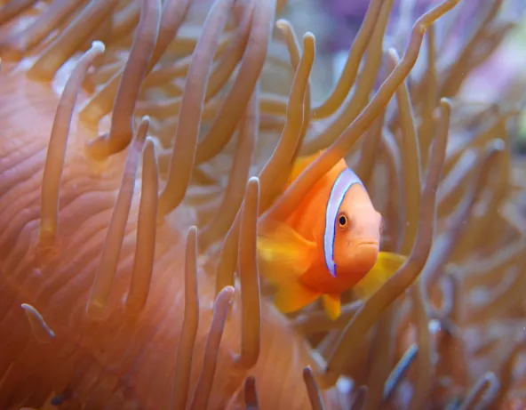 Poisson-clown dans son anémone