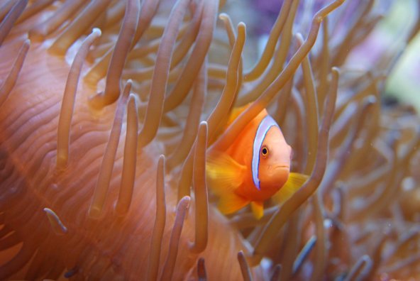 Poisson-clown dans son anémone