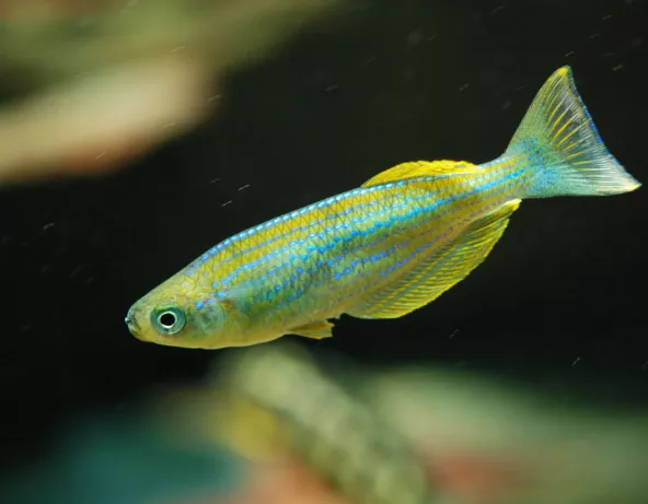 lamprichthys_tanganicanus-2.jpg