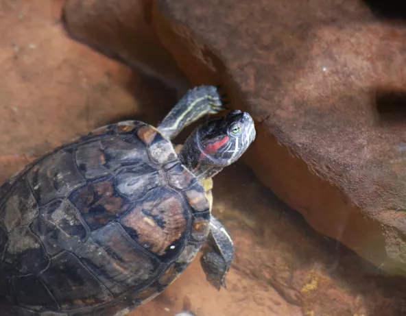 trachemys_scripta.jpg