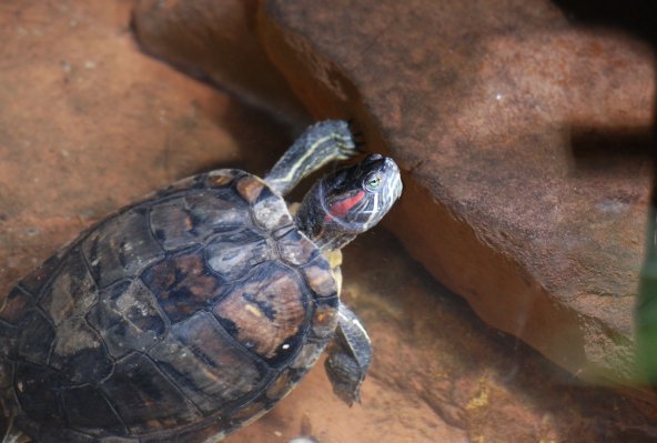 trachemys_scripta.jpg