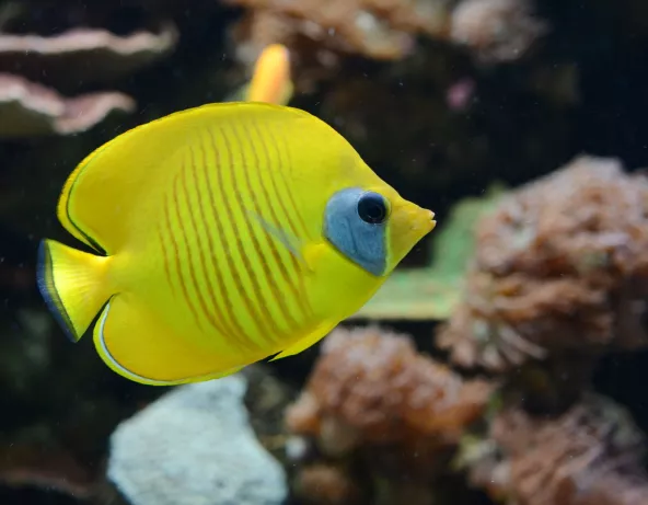 Poisson-papillon jaune