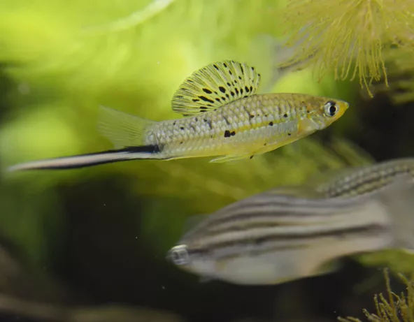 xiphophorus_montezumae.jpg