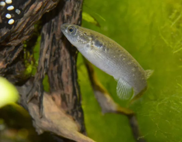 kryptolebias_marmoratus-2.jpg