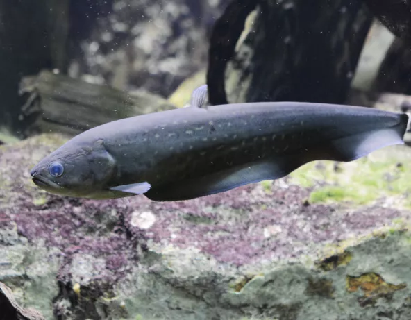Poisson-couteau africain