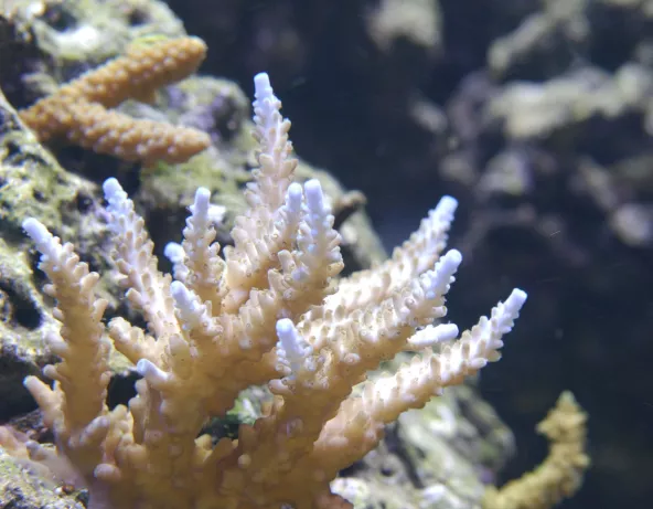 acropora.jpg