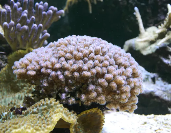 pocillopora_damicornis.jpg