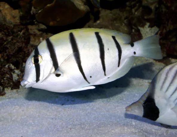 Acanthrus triostegus