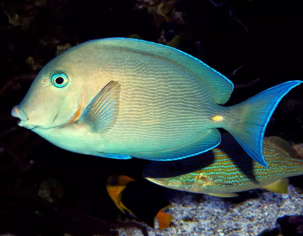 Acanthurus caeruleus adulte © Fréderic Fasquel