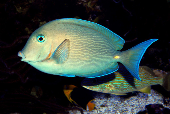 Acanthurus caeruleus adulte © Fréderic Fasquel