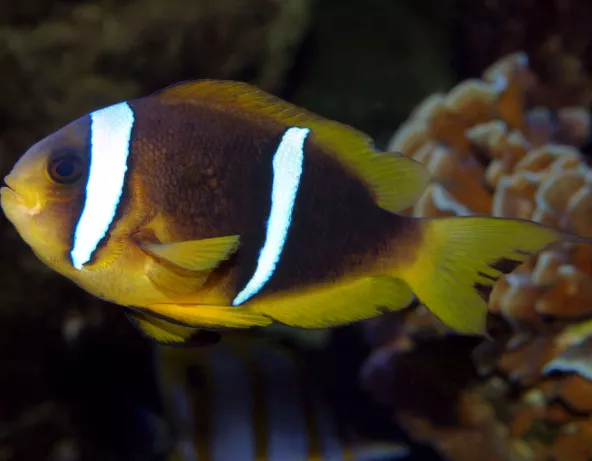 amphiprion_bicinctus_femelle_adulte_maao_photo_ff_.jpg
