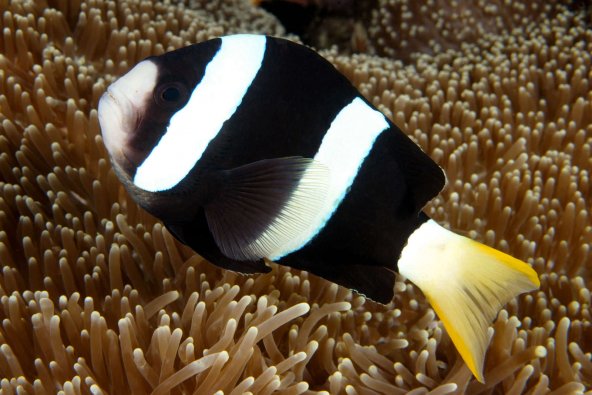 061_amphiprion_clarkii.jpg