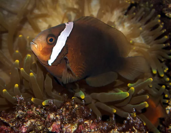amphiprion_melanopus_femelle_adulte_maao_photo_ff_.jpg
