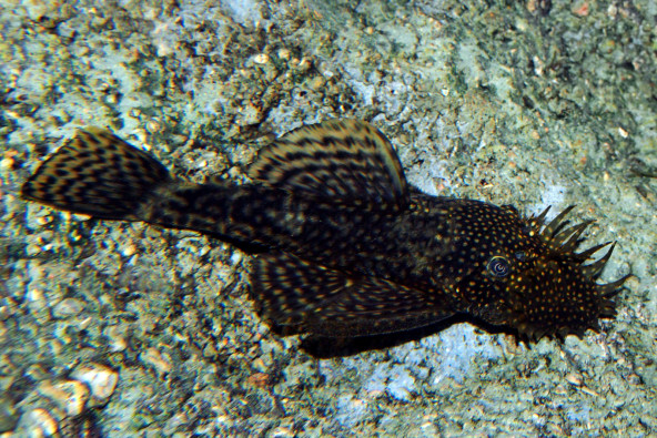 Ancistrus sp brun male adulte avec ses excroissances sur la tête © Fréderic Fasquel