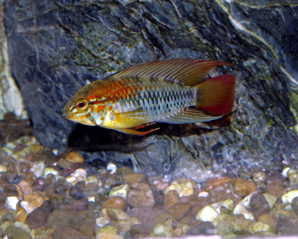 apistogramma_macmasteri_male_adulte_maao_2019_photo_ff_908.jpg