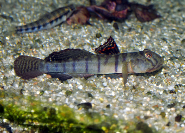 awaou_flavus_male_maao_sept_2018_1537.jpg