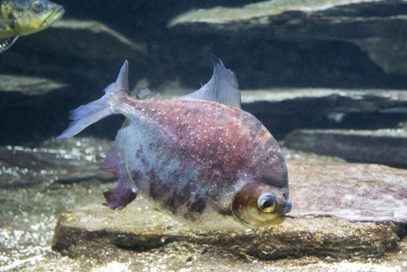 b6_myloplus_asterias.jpg