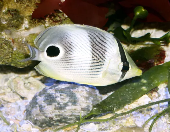 chaetodon_capistratus_maao_fevrier_2019_photo_ff_002.jpg