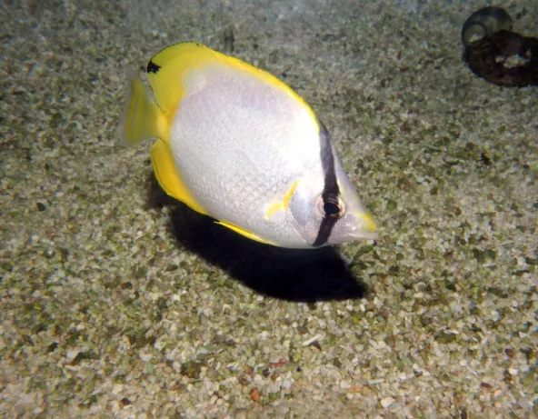 chaetodon_ocellatus_maao_photo_ff_1929.jpg