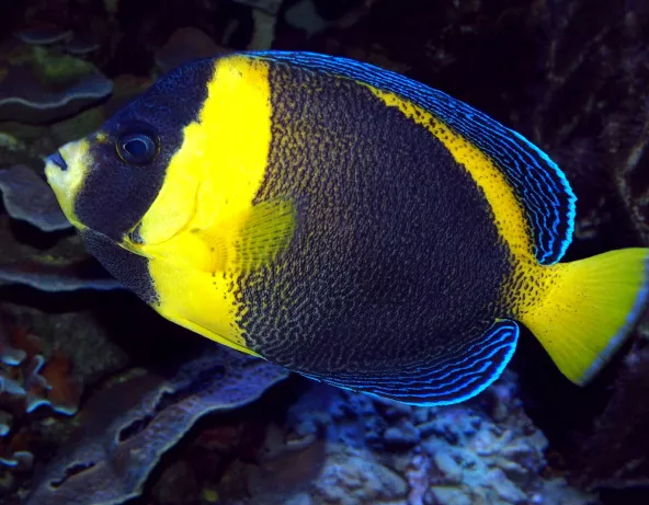 Chaetodontoplus duboulayi femelle adulte © Fréderic Fasquel