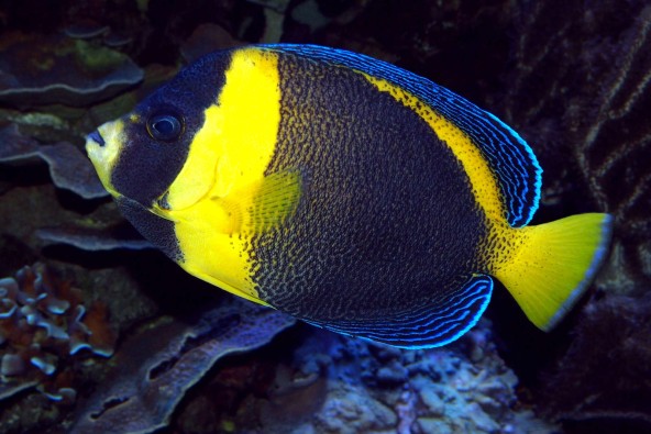 Chaetodontoplus duboulayi femelle adulte © Fréderic Fasquel