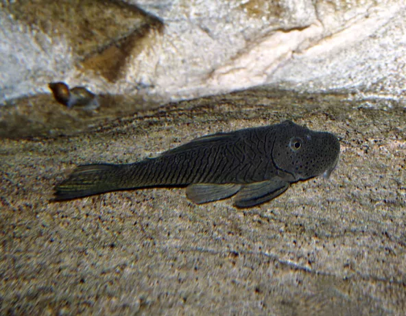 chaetostoma_thomsoni_maao_photo_ff_.jpg
