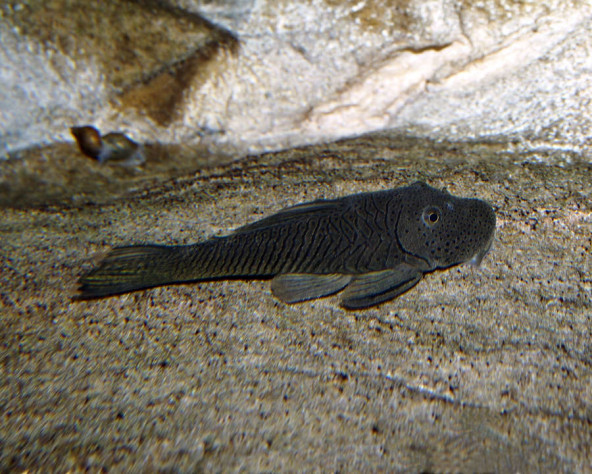 chaetostoma_thomsoni_maao_photo_ff_.jpg