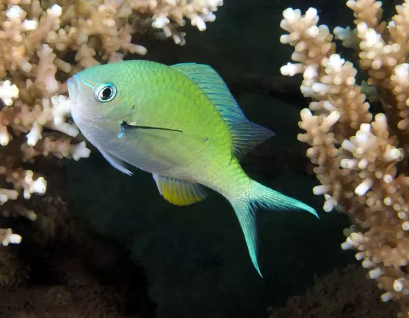 Chromis viridis adulte © Fréderic Fasquel