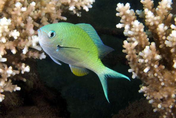 Chromis viridis adulte © Fréderic Fasquel