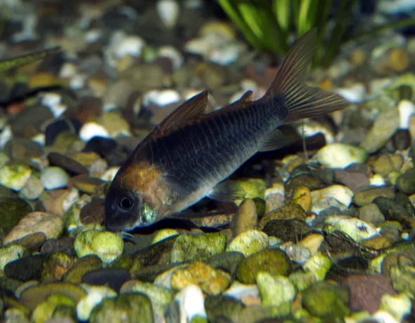 corydoras_eques_maao_sept_2018_1488.jpg