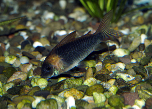 corydoras_eques_maao_sept_2018_1488.jpg