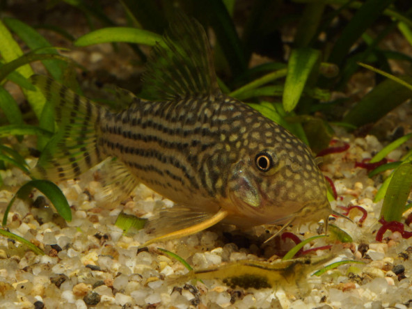 corydoras_sterbai_photo_ff.jpg