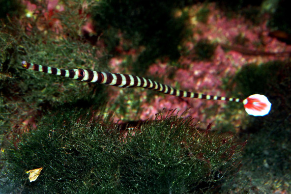 Dunckerocampus dactyliophorus sub adulte © Fréderic Fasquel