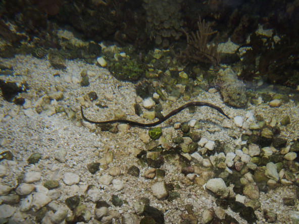 e0_trachyrhamphus_longirostris_photo_ff.jpg