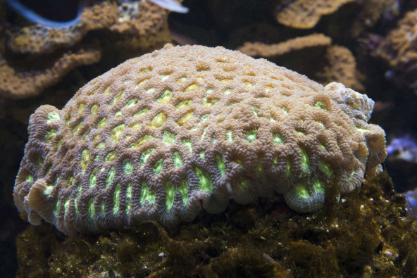 favia_sp.jpg