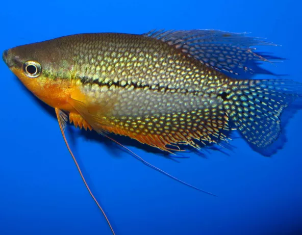 g8_Trichopodus_leerii_male_12cm_photo_ff.jpg