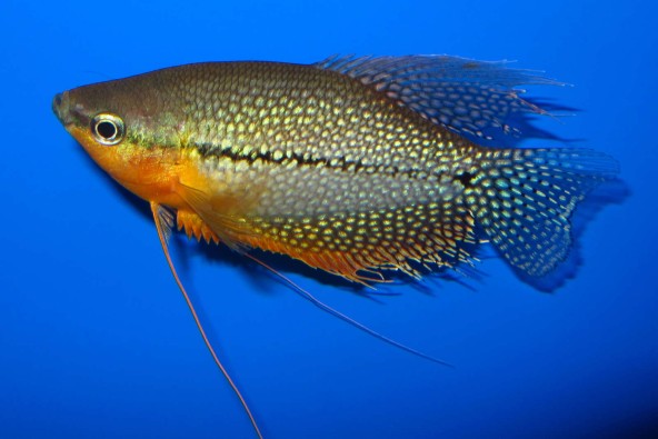 g8_Trichopodus_leerii_male_12cm_photo_ff.jpg