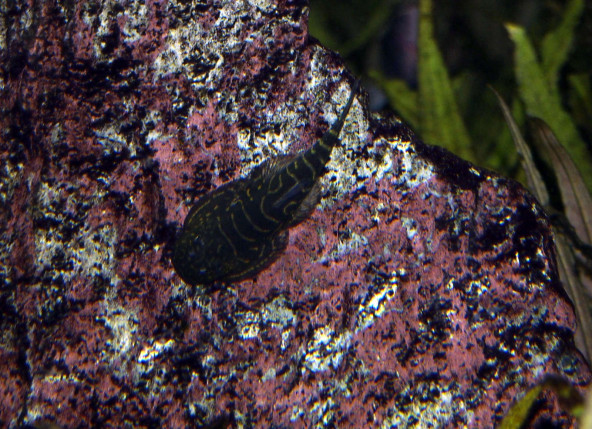 gastromyzon_spp_maao_octobre_2018_photo_ff_019.jpg