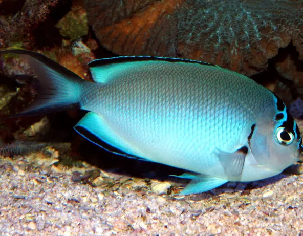 Genicanthus watanabei femelle adulte © Fréderic Fasquel