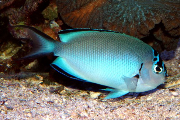 Genicanthus watanabei femelle adulte © Fréderic Fasquel