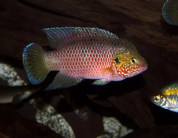 hemichromis_stellifer_male_adulte_maao_photo_ff_.jpg