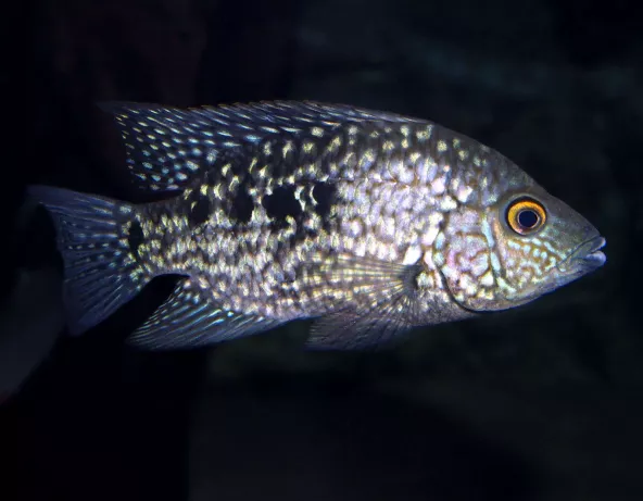 herichthys_carpintis_maao_fevrier_2019_photo_ff_075.jpg