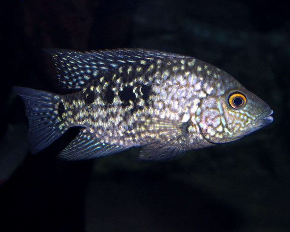 herichthys_carpintis_maao_fevrier_2019_photo_ff_075.jpg