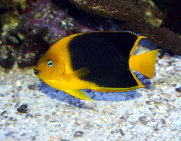holacanthus_tricolor_maao_fevrier_2019_photo_ff_094.jpg