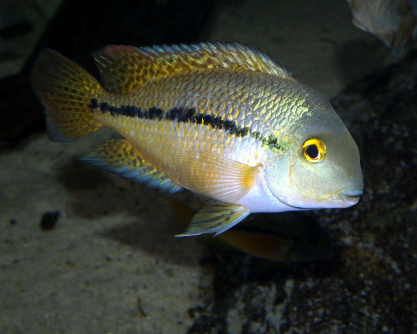 hypsophrys_nicaraguensis_male_maao_janvier_2019_photo_ff_1323_954.jpg